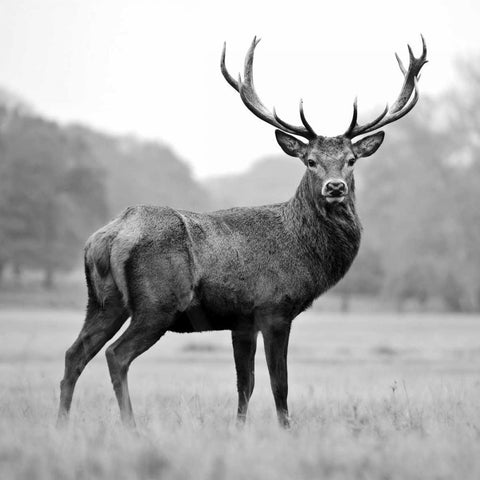 Proud Deer Black Modern Wood Framed Art Print by PhotoINC Studio