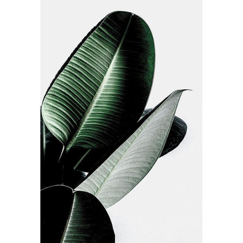 Leaves Black Modern Wood Framed Art Print with Double Matting by Incado