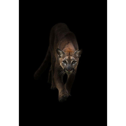 Lion Black Modern Wood Framed Art Print with Double Matting by Incado