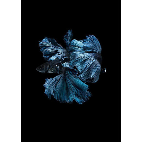 Blue Betta Black Modern Wood Framed Art Print with Double Matting by Incado