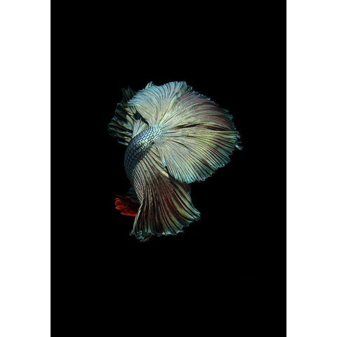 Turquoise and Red Betta White Modern Wood Framed Art Print by Incado