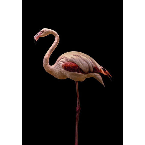 Flamingo White Modern Wood Framed Art Print by Incado