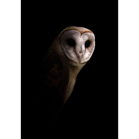 Owl Gold Ornate Wood Framed Art Print with Double Matting by Incado