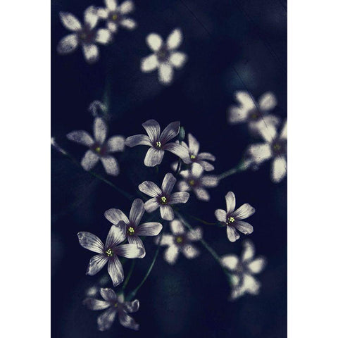Small Flowers Black Modern Wood Framed Art Print with Double Matting by Incado