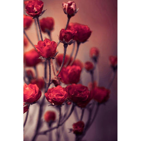 Red Flowers White Modern Wood Framed Art Print by Incado