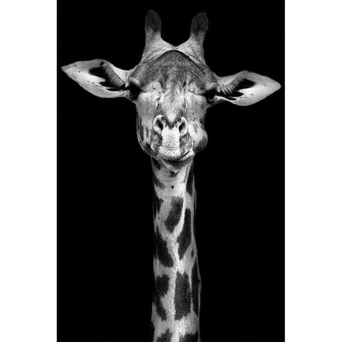 Giraffe Black Modern Wood Framed Art Print with Double Matting by Incado
