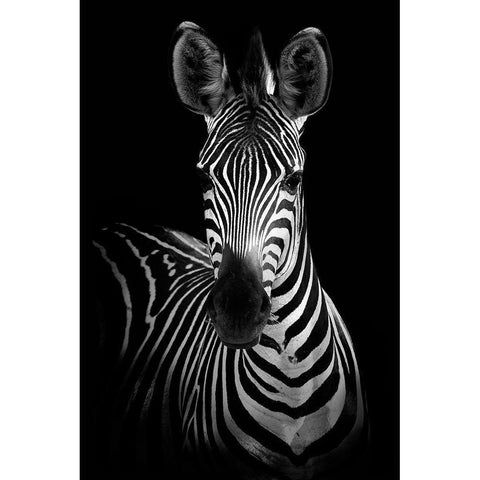 Zebra Black Modern Wood Framed Art Print with Double Matting by Incado