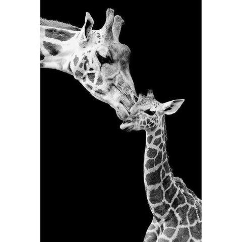 First Love - Giraffe White Modern Wood Framed Art Print by Incado