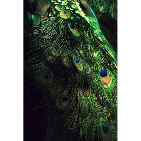 Peacock Tail Gold Ornate Wood Framed Art Print with Double Matting by Incado