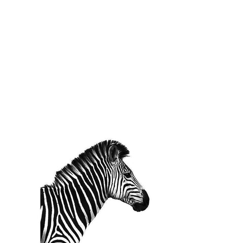 Zebra 2 White Modern Wood Framed Art Print by Incado