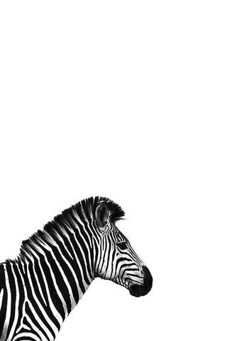 Zebra 2 White Modern Wood Framed Art Print with Double Matting by Incado
