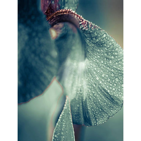 Morning Dew White Modern Wood Framed Art Print by Incado