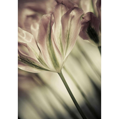 White Stargazers 1 White Modern Wood Framed Art Print by Incado