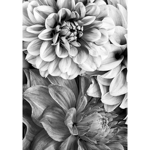 B And W Flower 2 Black Modern Wood Framed Art Print with Double Matting by Incado