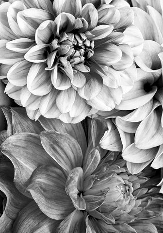 B And W Flower 2 White Modern Wood Framed Art Print with Double Matting by Incado