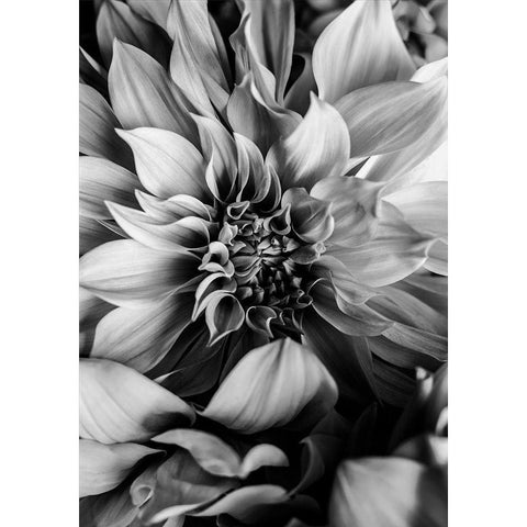 B And W Flower 4 Black Modern Wood Framed Art Print with Double Matting by Incado