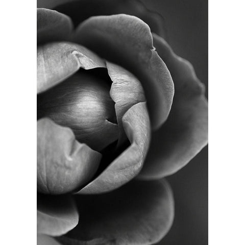 Flower Bloom Black Modern Wood Framed Art Print with Double Matting by Incado