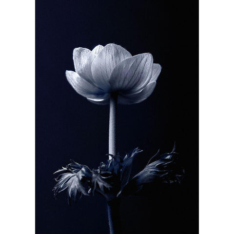 Single Flower Black Modern Wood Framed Art Print with Double Matting by Incado