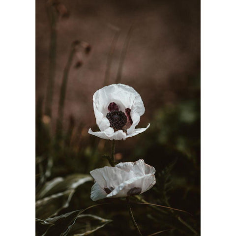 White Poppies White Modern Wood Framed Art Print by Incado