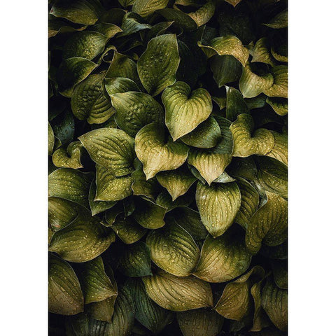 Hostas Leaves Black Modern Wood Framed Art Print with Double Matting by Incado