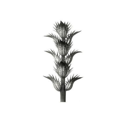 Blossfeldt Botanical No. 1 Black Modern Wood Framed Art Print with Double Matting by Incado