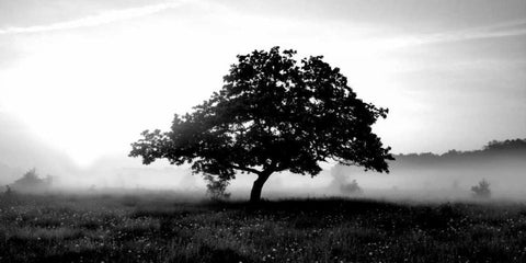 Solemn Tree White Modern Wood Framed Art Print with Double Matting by PhotoINC Studio