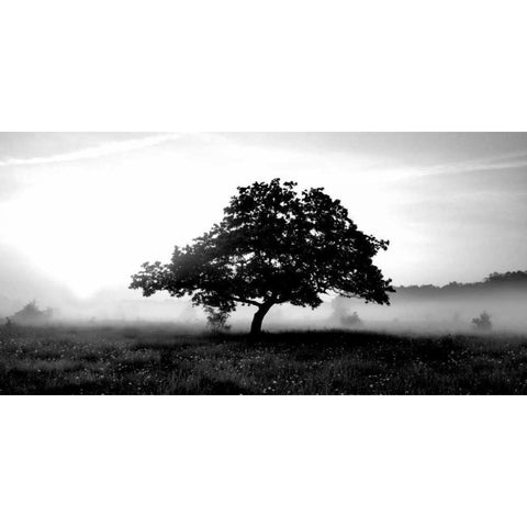 Solemn Tree Black Modern Wood Framed Art Print by PhotoINC Studio