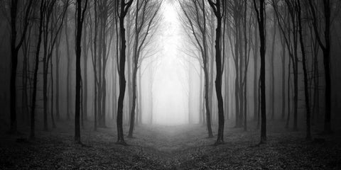 Dark Woods Black Ornate Wood Framed Art Print with Double Matting by PhotoINC Studio