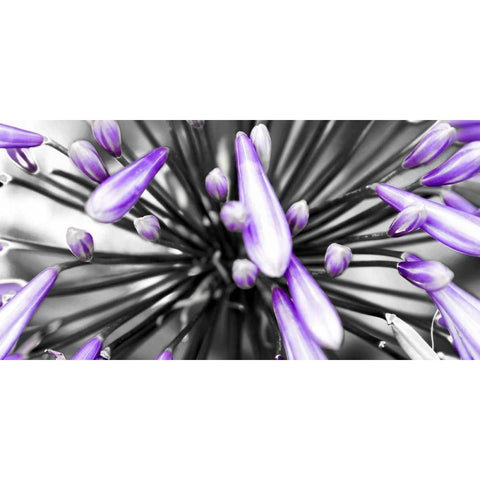 Purple Flower White Modern Wood Framed Art Print by PhotoINC Studio