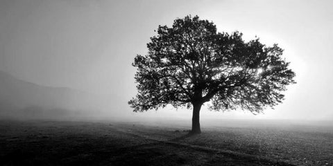 Tree in Mist White Modern Wood Framed Art Print with Double Matting by PhotoINC Studio