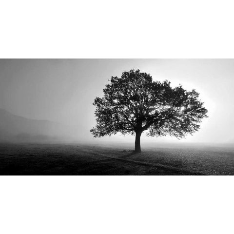Tree in Mist Black Modern Wood Framed Art Print by PhotoINC Studio