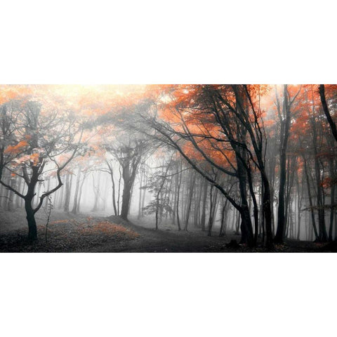 Autumn Woods White Modern Wood Framed Art Print by PhotoINC Studio