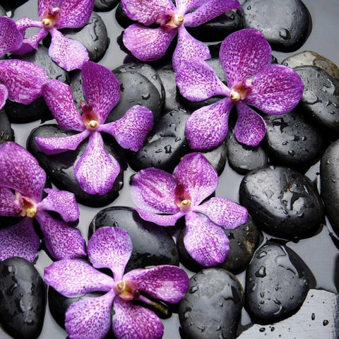 Zen Pebbles Black Ornate Wood Framed Art Print with Double Matting by PhotoINC Studio