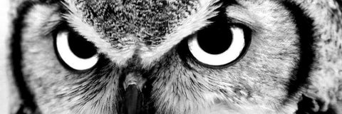 Owl Black Ornate Wood Framed Art Print with Double Matting by PhotoINC Studio