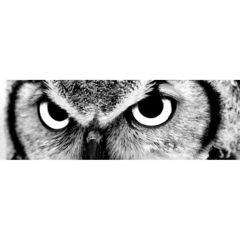 Owl White Modern Wood Framed Art Print by PhotoINC Studio