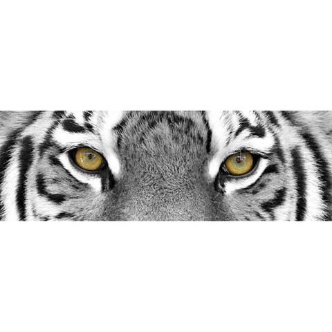 Tiger Gold Ornate Wood Framed Art Print with Double Matting by PhotoINC Studio