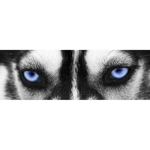 Husky Black Modern Wood Framed Art Print with Double Matting by PhotoINC Studio