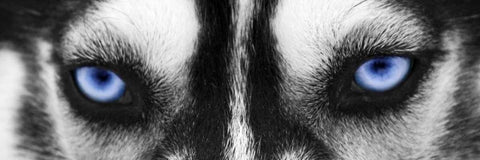 Husky Black Ornate Wood Framed Art Print with Double Matting by PhotoINC Studio