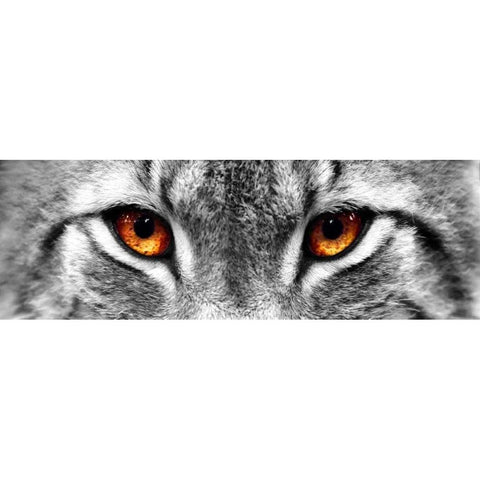 Lynx Black Modern Wood Framed Art Print with Double Matting by PhotoINC Studio