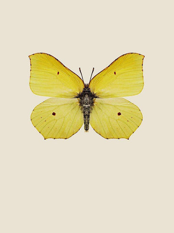 Gonepteryx rhamni Black Ornate Wood Framed Art Print with Double Matting by Incado