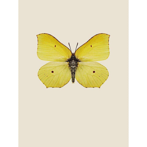 Gonepteryx rhamni Gold Ornate Wood Framed Art Print with Double Matting by Incado