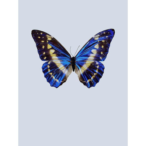 Blue Butterfly White Modern Wood Framed Art Print by Incado