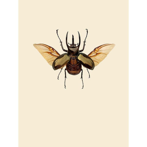 Chalcosoma atlas White Modern Wood Framed Art Print by Incado