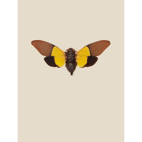 Cicada White Modern Wood Framed Art Print by Incado