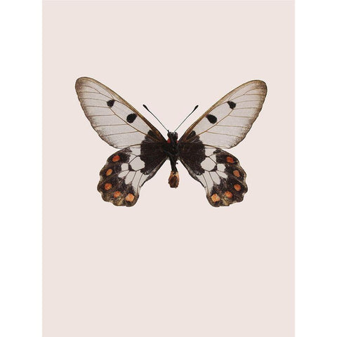 Cressida cressida Black Modern Wood Framed Art Print with Double Matting by Incado