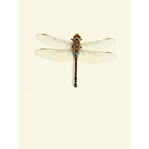 Dragonfly I Black Modern Wood Framed Art Print with Double Matting by Incado