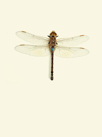 Dragonfly I White Modern Wood Framed Art Print with Double Matting by Incado