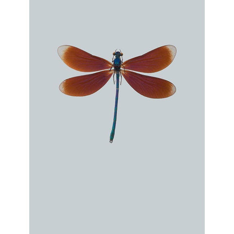 Dragonfly II Black Modern Wood Framed Art Print with Double Matting by Incado