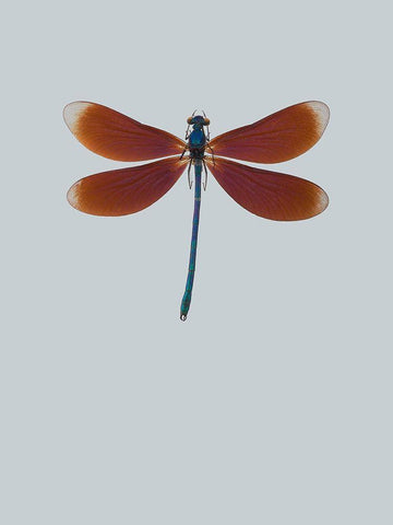 Dragonfly II White Modern Wood Framed Art Print with Double Matting by Incado