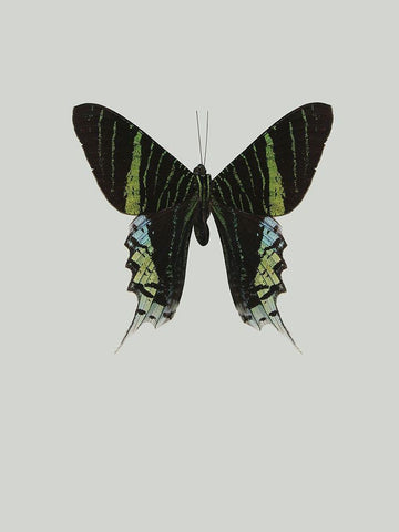 Green butterfly White Modern Wood Framed Art Print with Double Matting by Incado